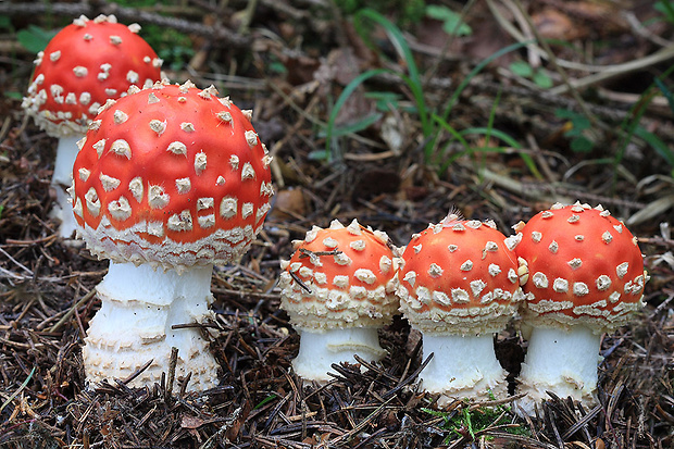 muchotrávka červená Amanita muscaria (L.) Lam.