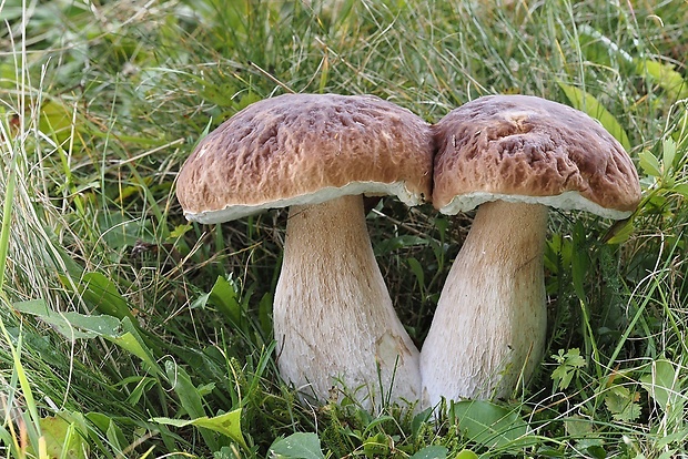 hríb smrekový Boletus edulis Bull.