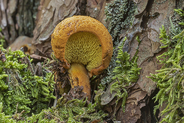 žltavec drevový Buchwaldoboletus lignicola (Kallenb.) Pilát