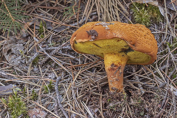 žltavec drevový Buchwaldoboletus lignicola (Kallenb.) Pilát