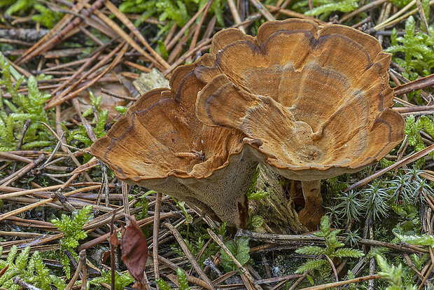 kožovník pásikavý Coltricia perennis (L.) Murrill