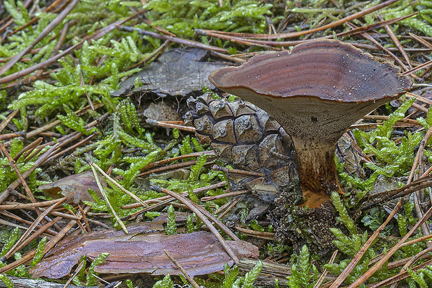 kožovník Coltricia sp.