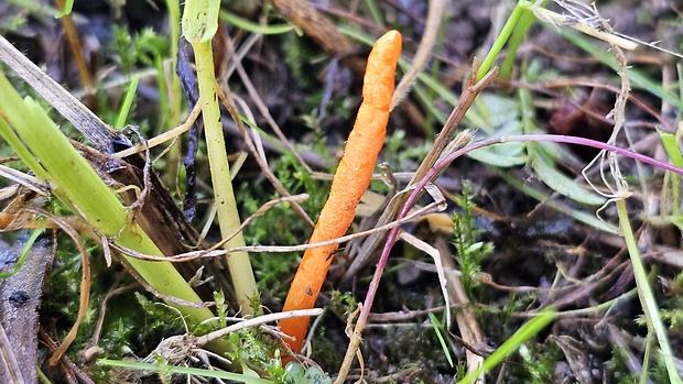 žezlovka hmyzová Cordyceps militaris (Fr.) Link