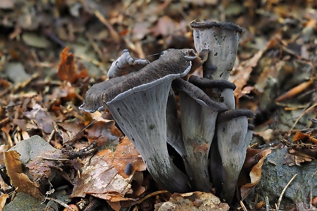 lievik trúbkovitý Craterellus cornucopioides (L.) Pers.