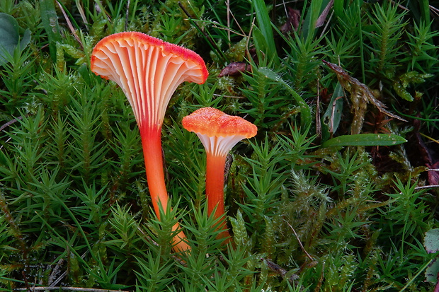 lúčnica kuriatkovitá Hygrocybe lepida Arnolds