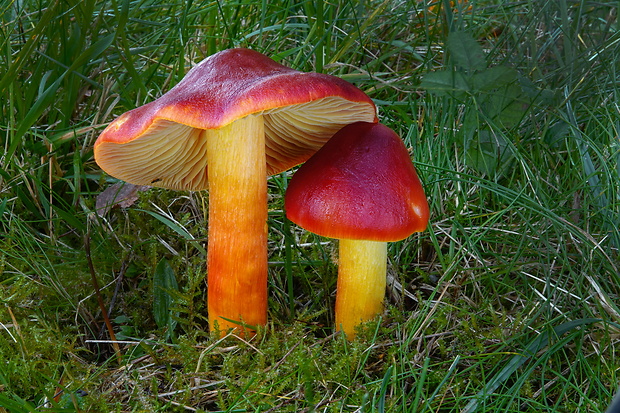 lúčnica granátovočervená Hygrocybe punicea (Fr.) P. Kumm.