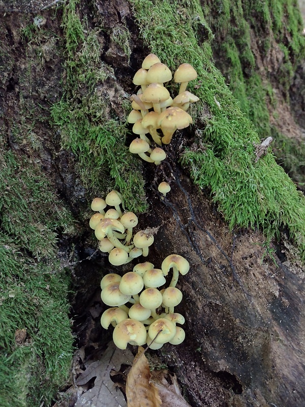 strapcovka zväzkovitá Hypholoma fasciculare (Huds.) P. Kumm.