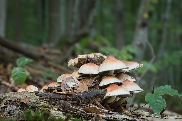 strapcovka tehlovočervená Hypholoma lateritium (Schaeff.) P. Kumm.