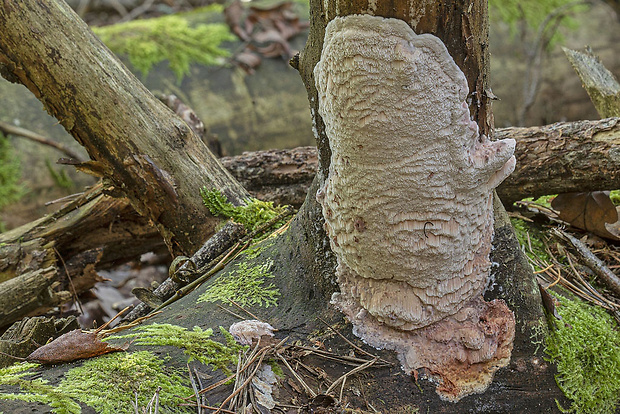 tvarohovček fialovejúci Leptoporus mollis (Pers.) Quél.