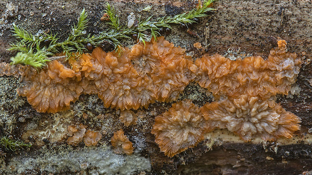 žilnačka oranžová Phlebia radiata Fr.