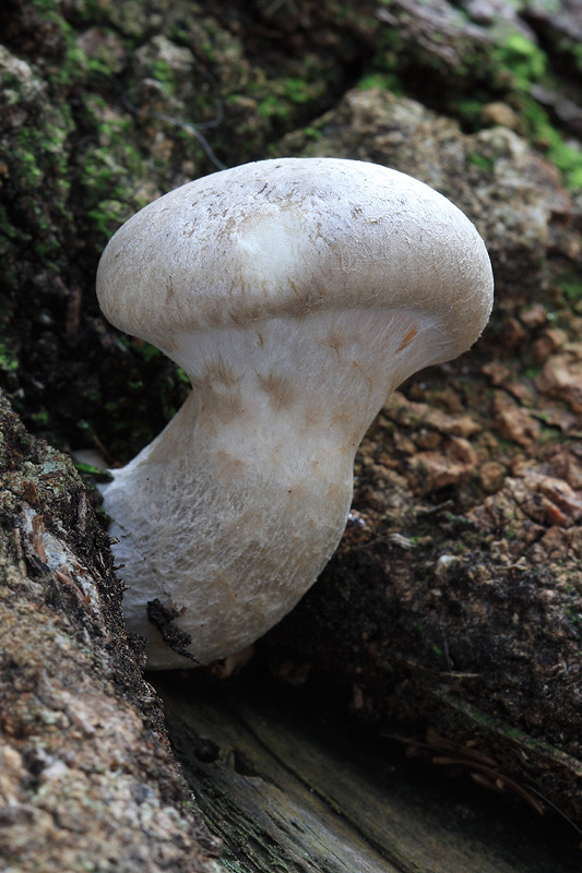 hliva dubová Pleurotus dryinus (Pers.) P. Kumm.