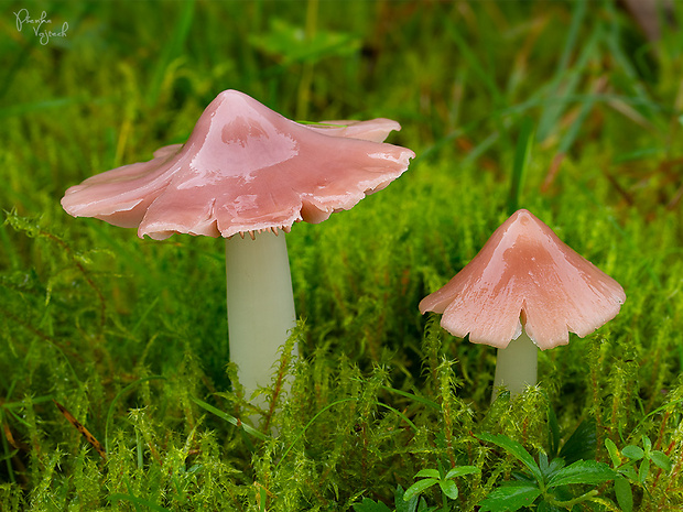 lúčnica ružovočervená Porpolomopsis calyptriformis (Berk.) Bresinsky