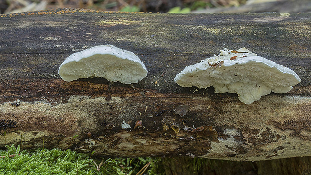 šťavnatec mliečny  Postia lactea (Fr.) P. Karst.