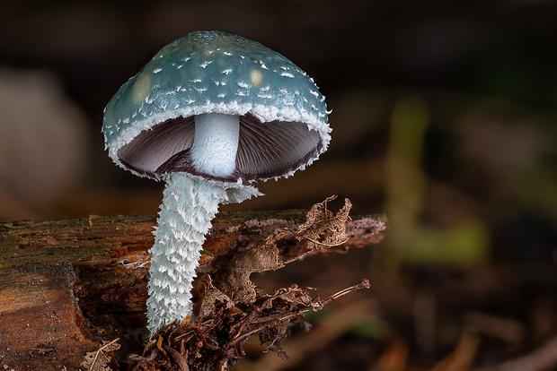 golierovka zelenkastá Stropharia aeruginosa (Curtis) Quél.