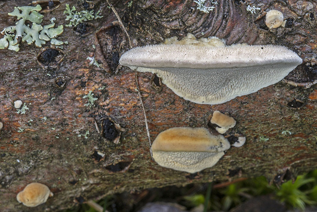 trúdnikovec chlpatý Trametes hirsuta (Wulfen) Lloyd