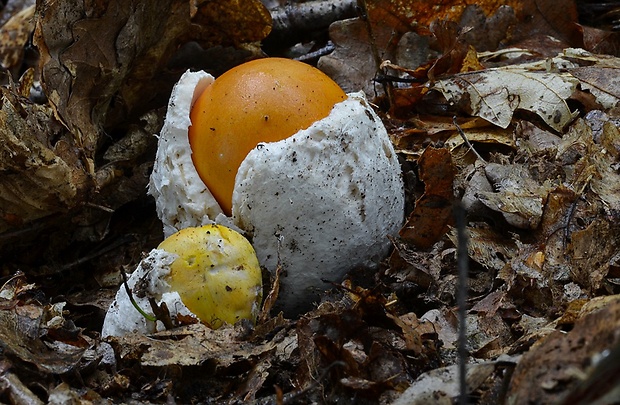 muchotrávka cisárska Amanita caesarea (Scop.) Pers.