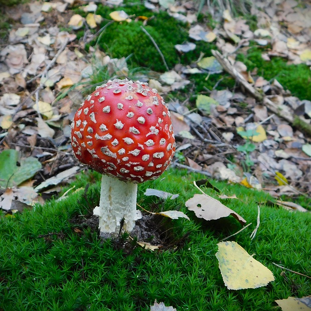 muchotrávka červená Amanita muscaria (L.) Lam.