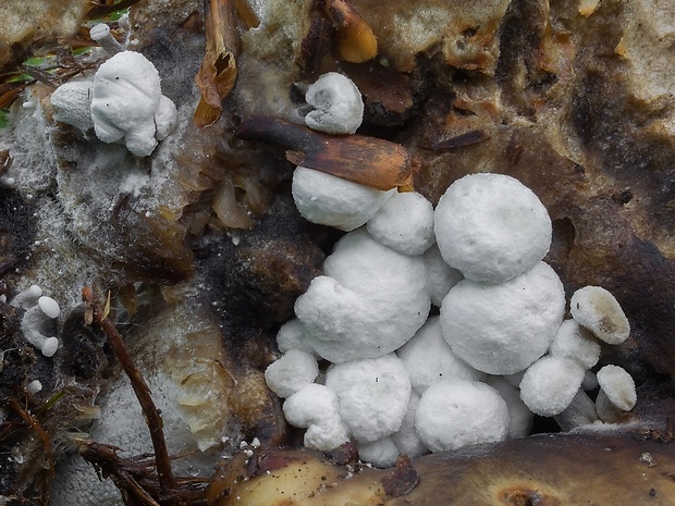 príživnica prášnicovitá Asterophora lycoperdoides (Bull.) Ditmar