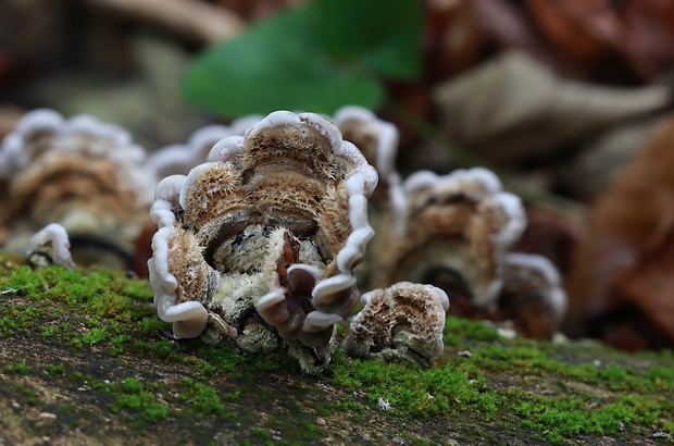 uchovka pásikavá Auricularia mesenterica (Dicks.) Pers.