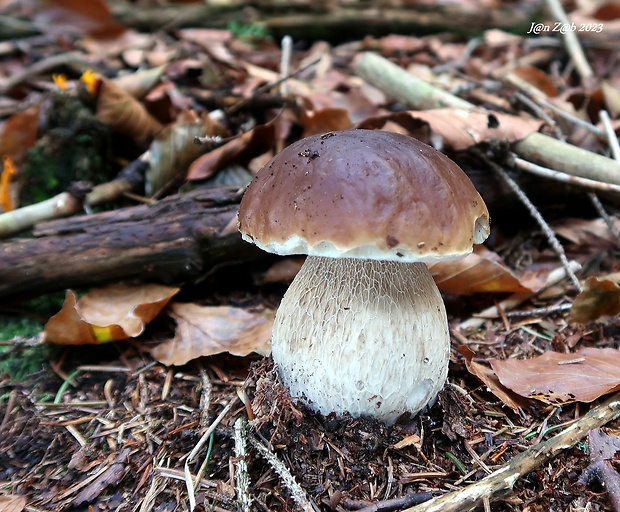 hríb smrekový Boletus edulis Bull.