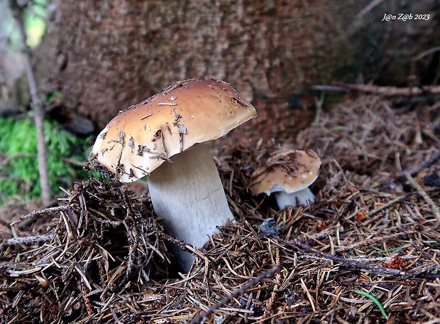 hríb smrekový Boletus edulis Bull.