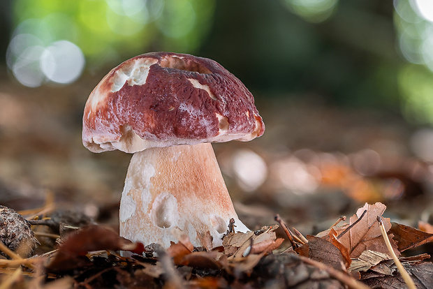 hríb sosnový Boletus pinophilus Pil. et Dermek in Pil.