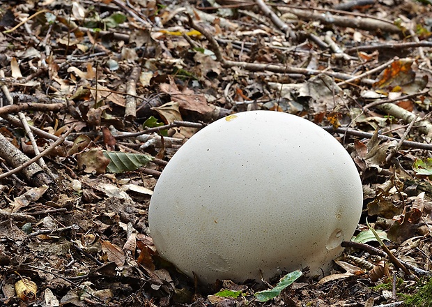 vatovec obrovský Calvatia gigantea (Batsch) Lloyd