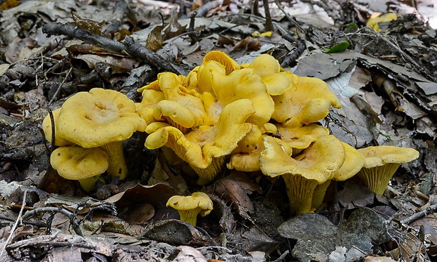 kuriatko jedlé ametystové Cantharellus amethysteus (Quél.) Sacc.