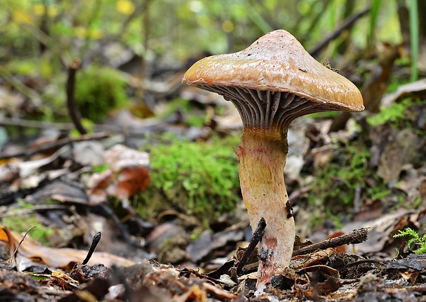 sliziak lepkavý Chroogomphus rutilus (Schaeff.) O.K. Mill.