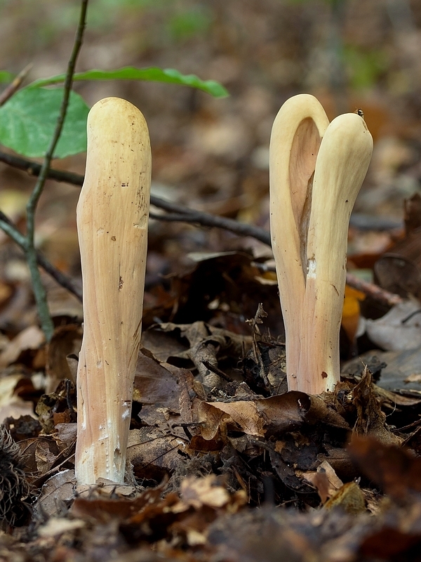 kyjak obrovský Clavariadelphus pistillaris (Fr.) Donk