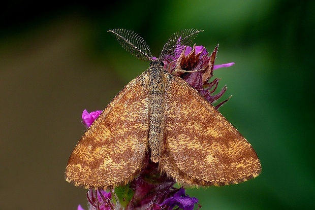 piadivka vresová (sk) / tmavoskvrnáč vřesový (cz) Ematurga atomaria (Linnaeus, 1758)