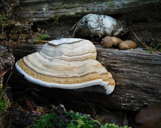 práchnovec kopytovitý Fomes fomentarius (L.) J.J. Kickx