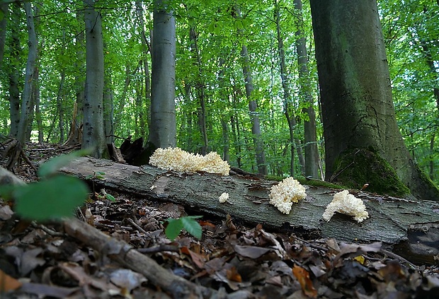 koralovec bukový Hericium coralloides (Scop.) Pers.