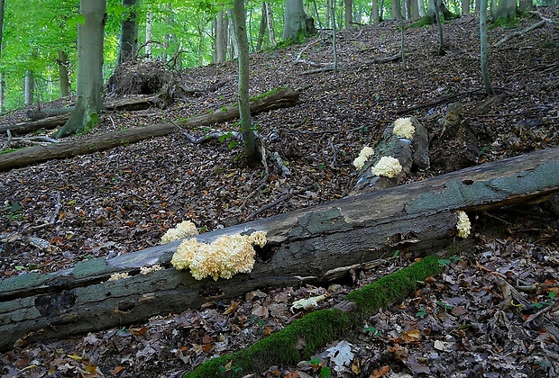 koralovec bukový Hericium coralloides (Scop.) Pers.