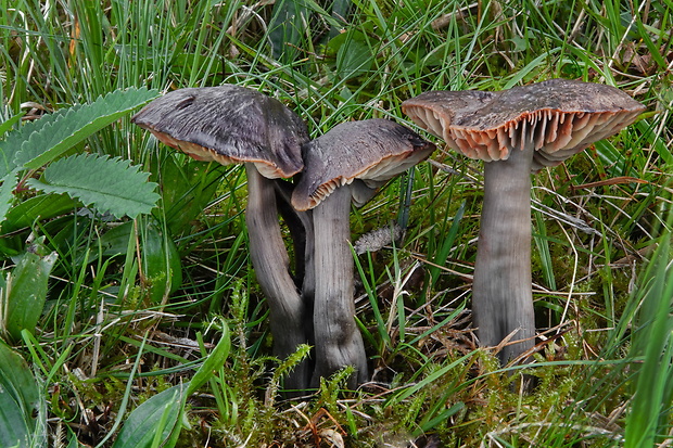 lúčnica ovčia Hygrocybe ovina (Bull.) Kühner