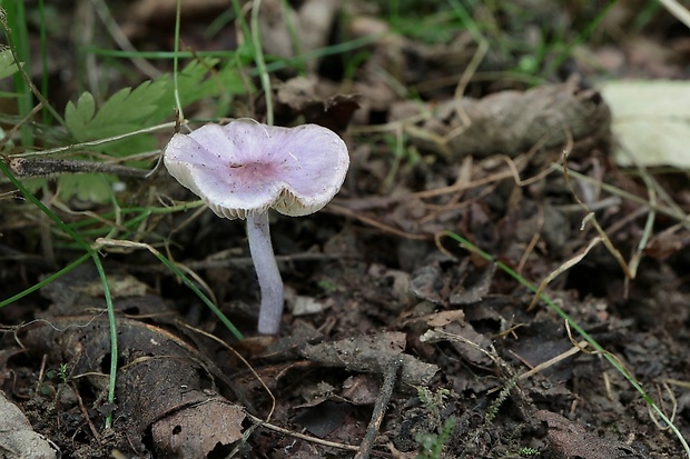 vláknica hlinovolupeňová Inocybe geophylla (Bull.) P. Kumm.