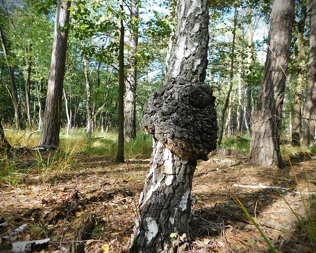 ryšavec šikmý Inonotus obliquus (Ach. ex Pers.) Pilát