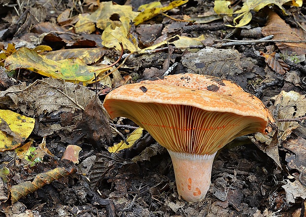 rýdzik pravý Lactarius deliciosus (L.) Gray