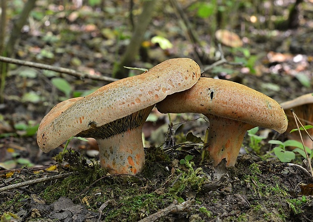 rýdzik oranžovokrvavý Lactarius semisanguifluus R. Heim & Leclair