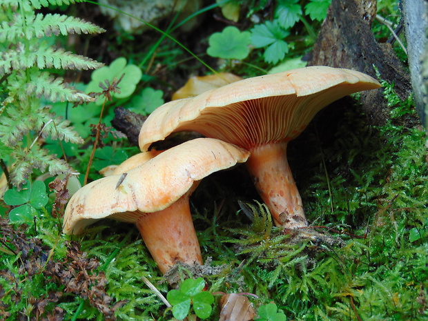 rýdzik Lactarius sp.