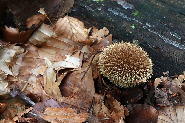 prášnica pichliačová Lycoperdon echinatum Pers.