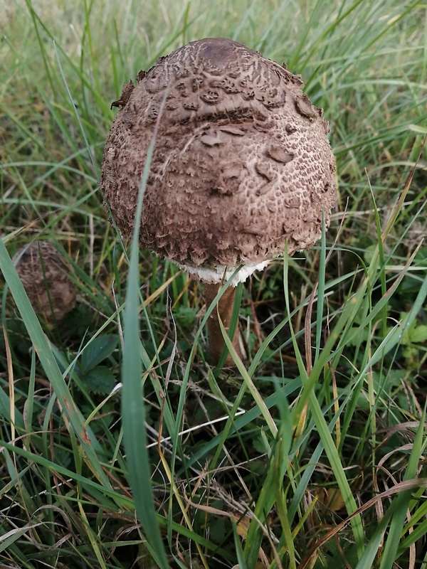 bedľa Macrolepiota sp.