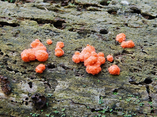 hlivka červená Nectria cinnabarina (Tode) Fr.