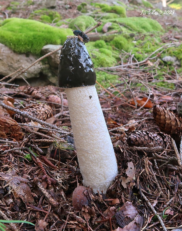 hadovka smradľavá Phallus impudicus L.