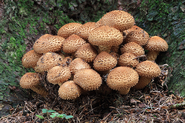 šupinovka šupinatá Pholiota squarrosa (Vahl) P. Kumm.