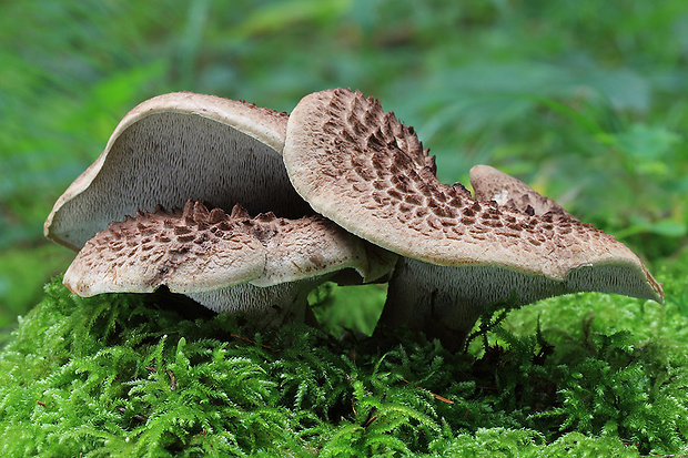 jelenkovec škridlicovitý Sarcodon imbricatus (L.) P. Karst.