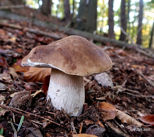 hríb smrekový Boletus edulis Bull.