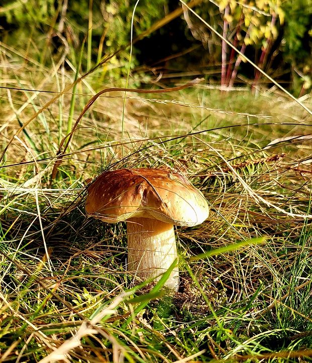 hríb smrekový Boletus edulis Bull.