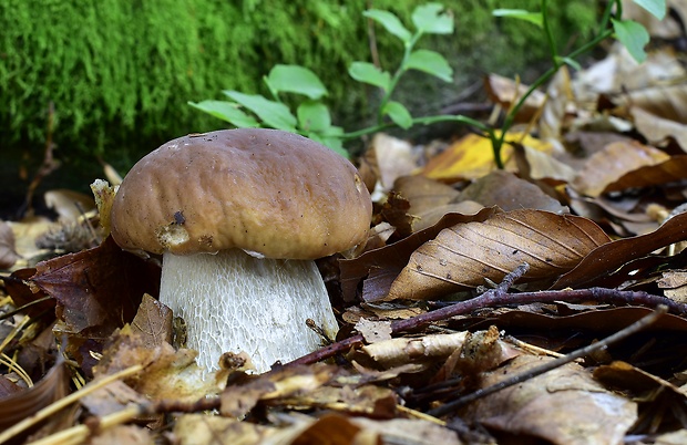 hríb smrekový Boletus edulis Bull.