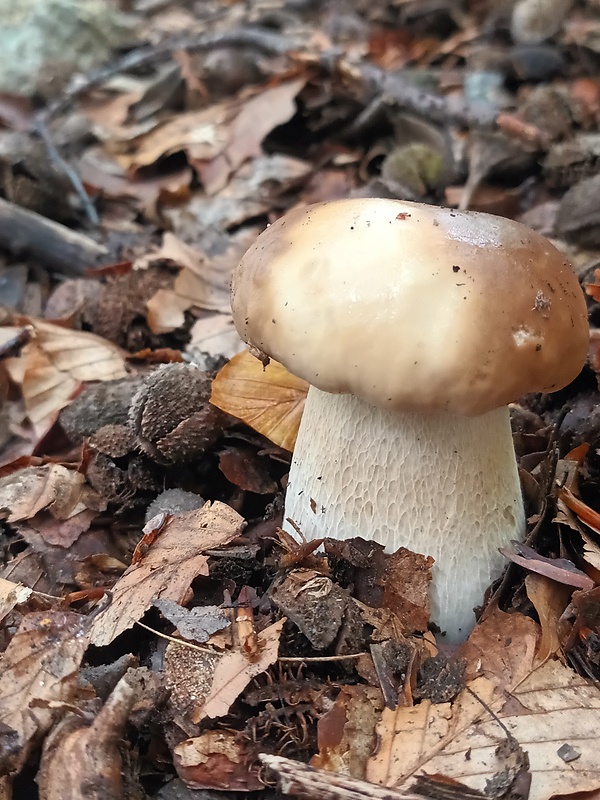 hríb smrekový Boletus edulis Bull.